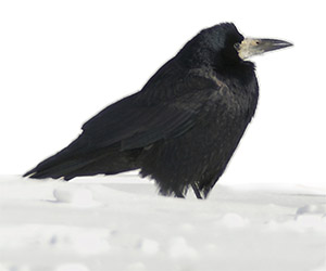 a rook in the snow